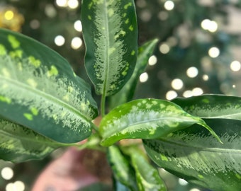 Dieffenbachia 'panther' kokedama moss ball.