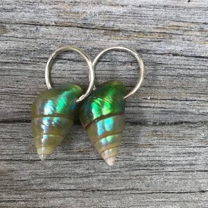 May include: A pair of silver hoop earrings with iridescent green seashells hanging from them.