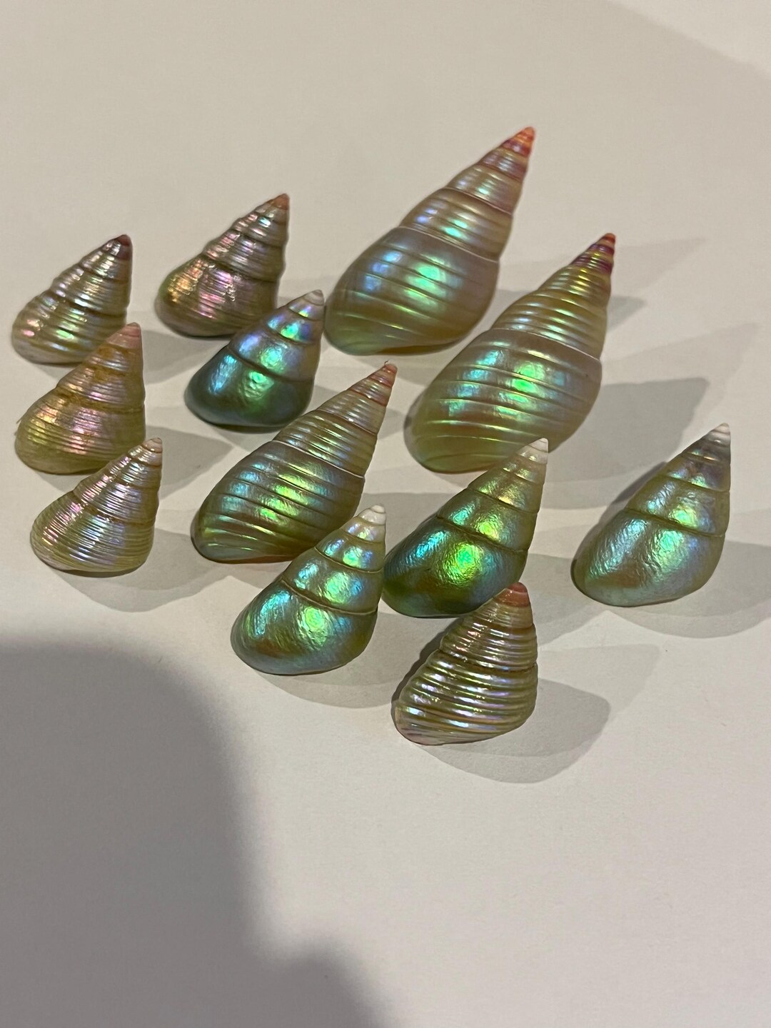 Rainbow Shell Raganaro Mauve Rainbow Kelp Shells, King and Queen Maireeners Shells AAA+ Rare ...
