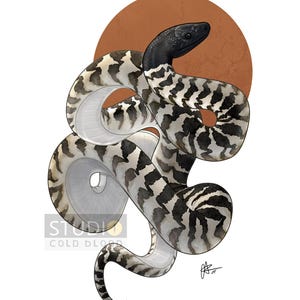 May include: Illustration of a snake with a black head and a body patterned with black and white markings. The snake is coiled in a graceful pose against a brown circular background. The words "STUDIO COLD BLOOD" are at the bottom.