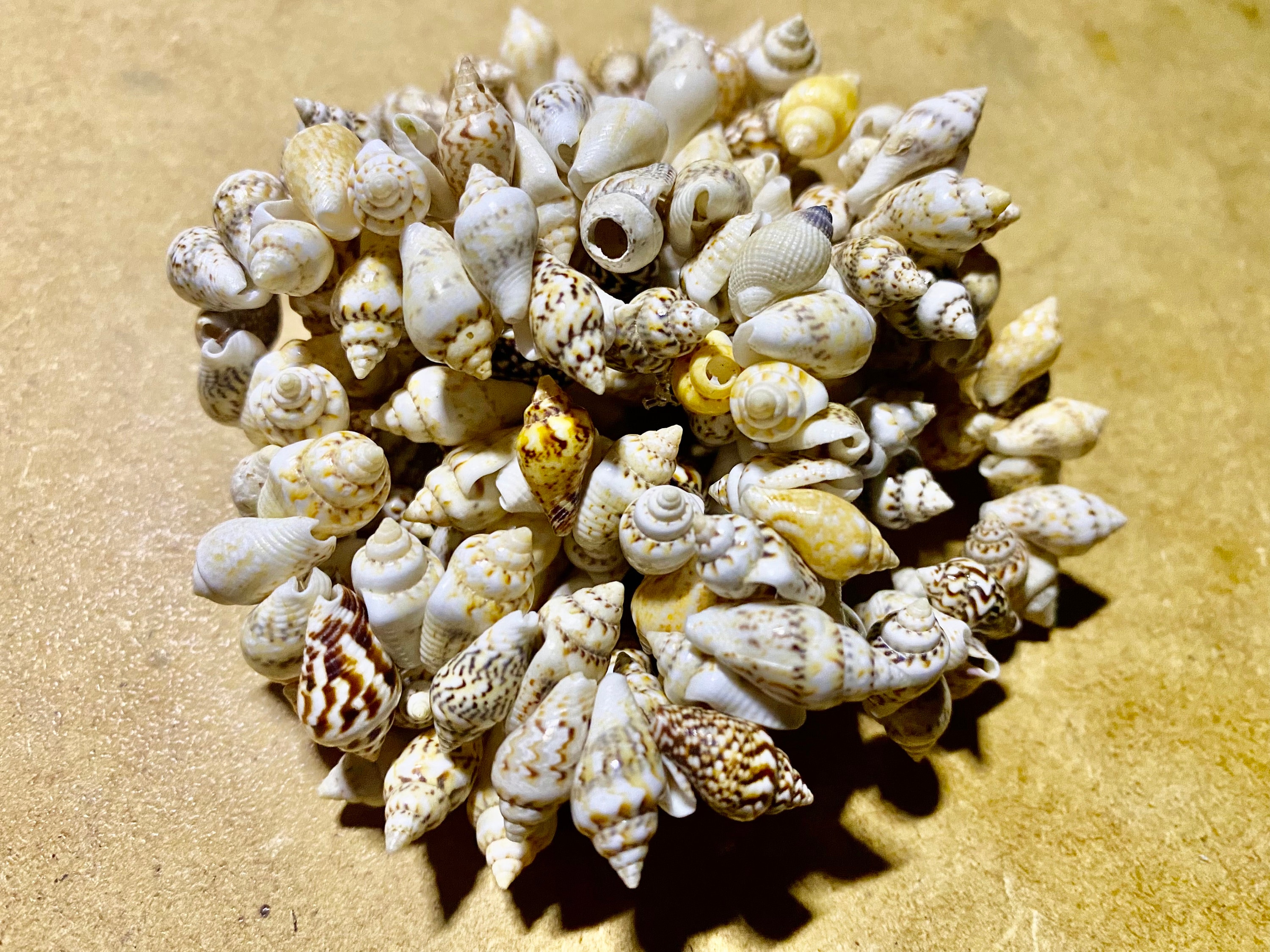 Shell Stretch Bracelet - Etsy