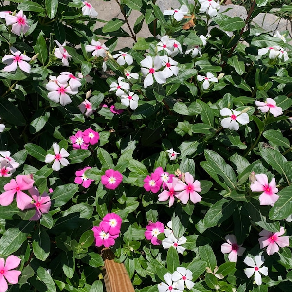 Vinca Seeds USA Grown - Personally Harvested - 2022 Season - Multi Color: White, Pink, Magenta Variety