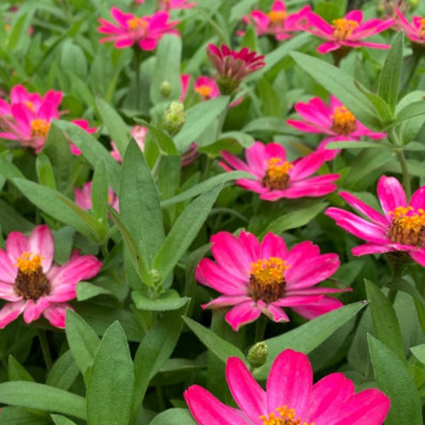 Zinnia Profusion "Coral" Pink Seeds - 30 or 50 seeds - USA Grown - Personally Harvested - 2023