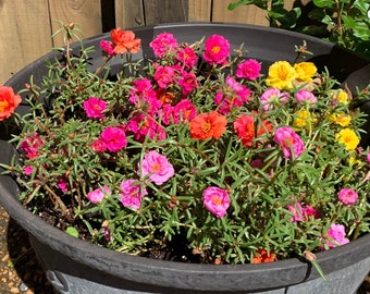 Portulaca Moss Rose 50+ Seeds - USA Grown - Personally Harvested Annual - 2023 Harvest - Double Blossom