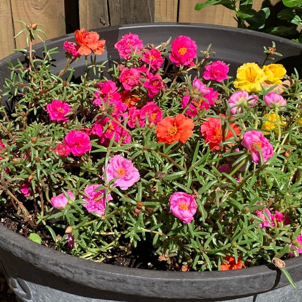 Portulaca Moss Rose 50+ Seeds - USA Grown - Personally Harvested Annual - 2023 Harvest - Double Blossom