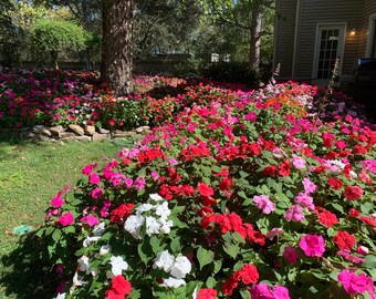 Impatiens Seeds (35) - Personally Harvested - USA Grown - 2023 Harvest - Multi Color