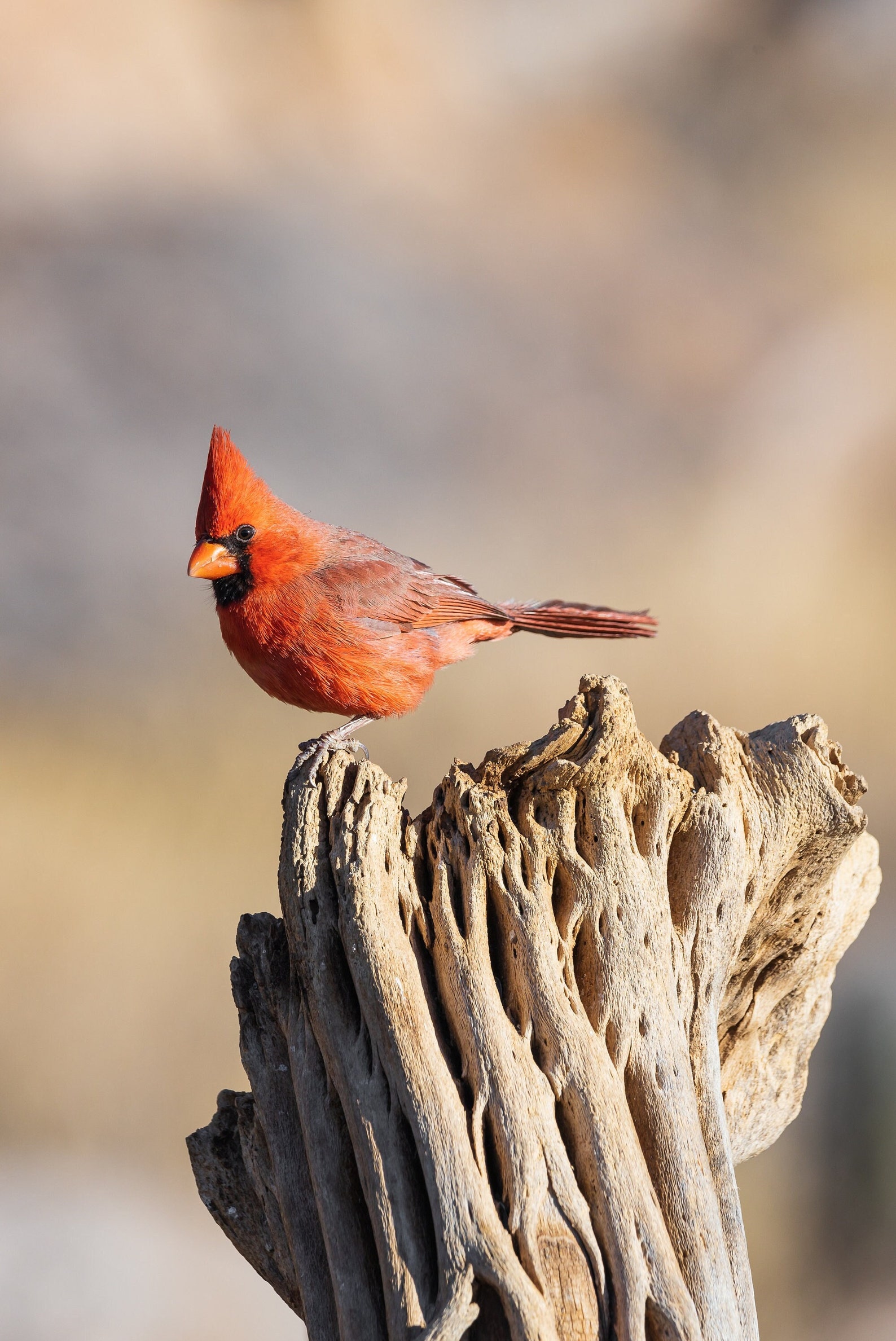 Northern Cardinal Photo, Arizona Wildlife, Desert Photography, Bird ...