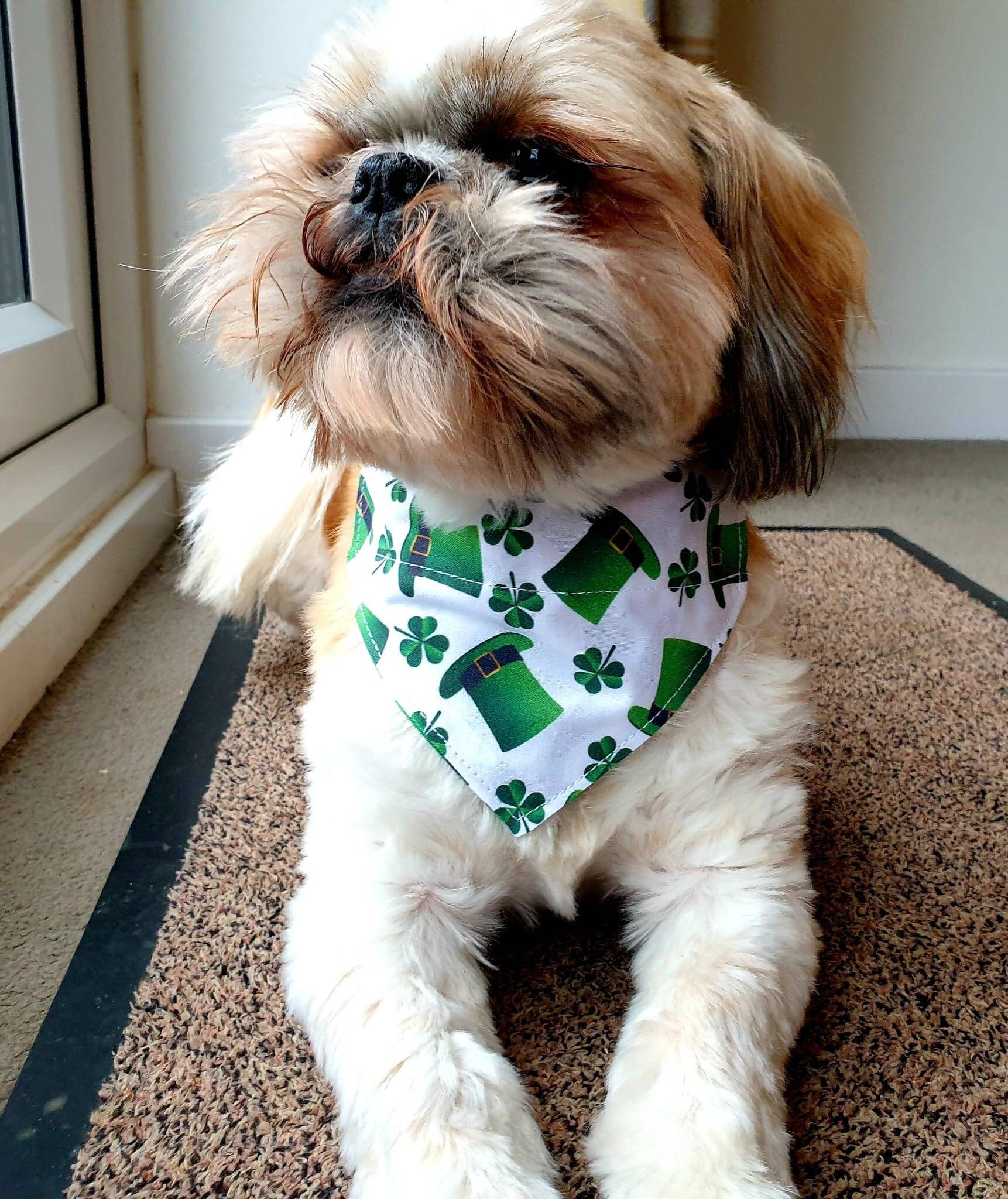 Shih tzu sale bandana