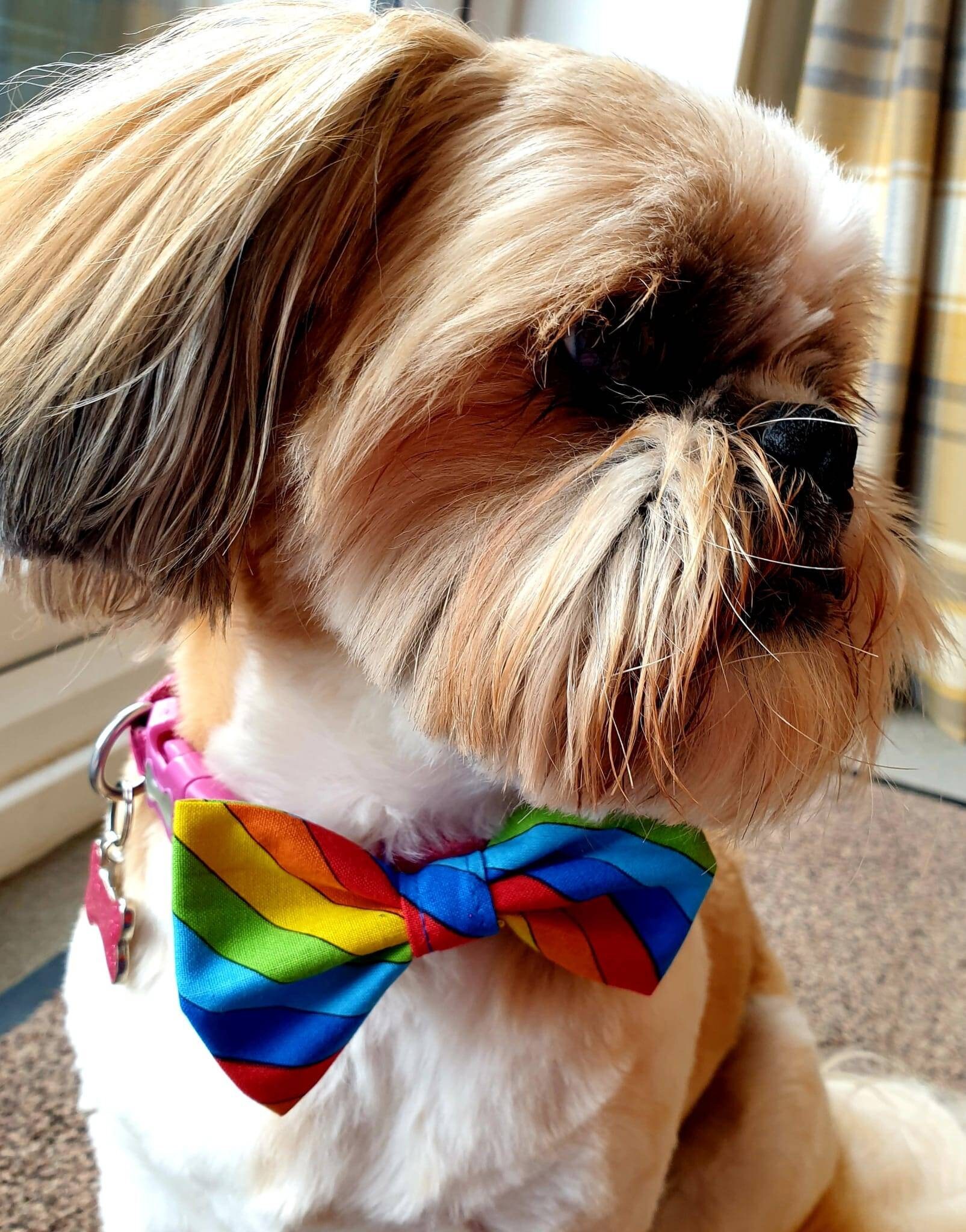 Dog Bow Tie. Rainbow Design. 10cm by 6cm Etsy Canada