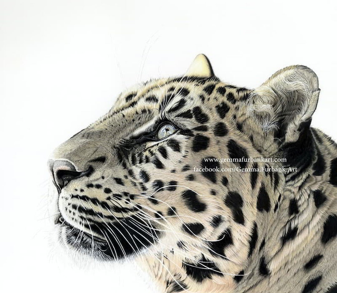 Striking Leopard Print - 12 Colour UV Ink on Archival Paper - Wall ...