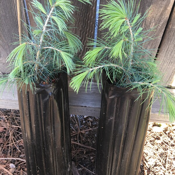 14 months old Deodar Cedar | Cedrus Deodara Saplings | seedlings | Tree | You'll receive 3 for the survival of 2 | Stem is 0.25 inches. |