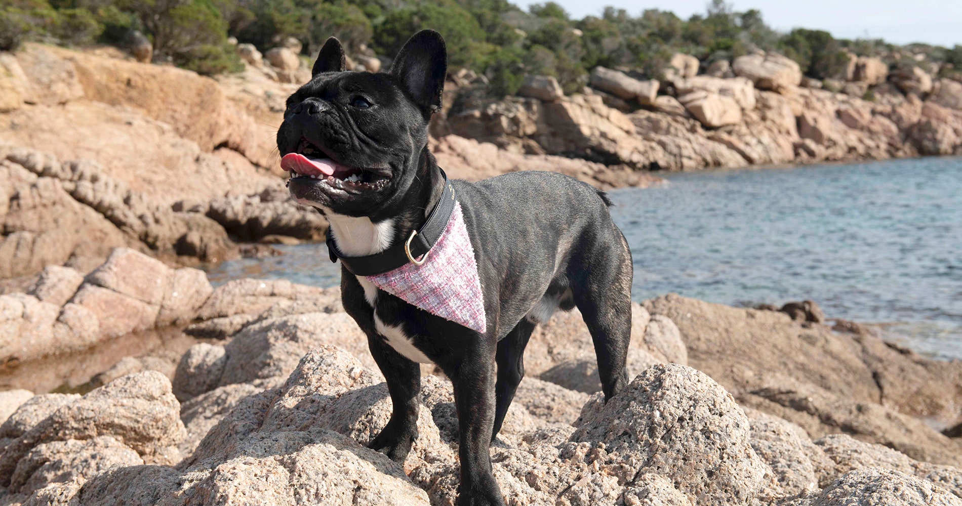 Ensemble Collier + Bandana Clamo® - L'accessoire Chic et Tendance Pour Votre Chien.