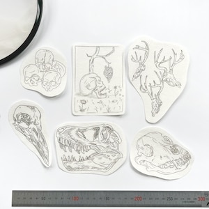 Stickaufkleber &#39;Schädel&#39;, wasserlösliche Designs | Anatomie, Knochen, Anthropologie, Gothic, Dinosaurier, Rabe