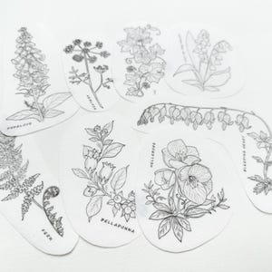 Puede incluir: Colección de ocho ilustraciones botánicas en tinta negra sobre papel blanco de forma irregular. Cada dibujo representa una planta diferente, como dedalera y belladona, con el nombre de la planta escrito debajo.