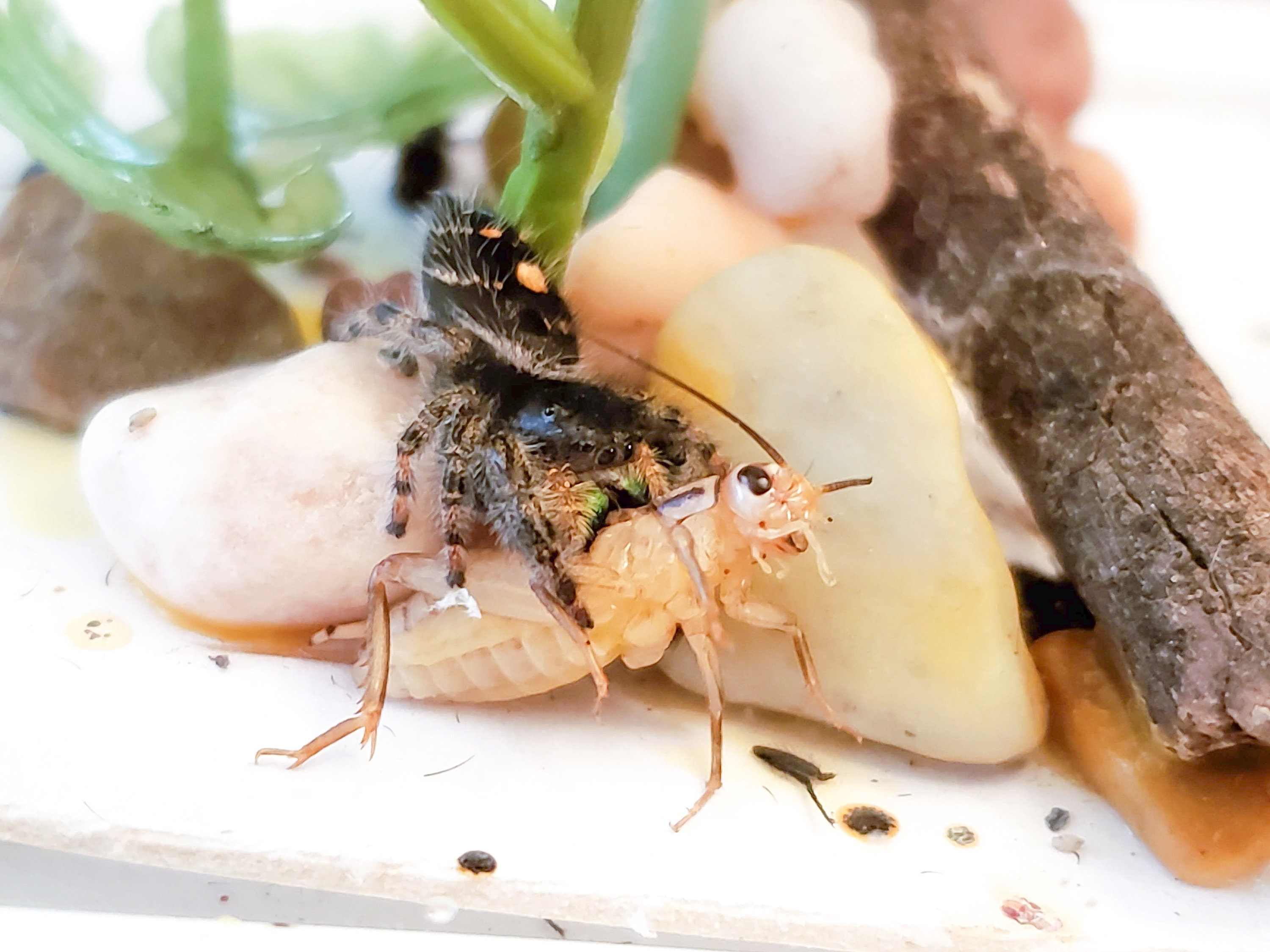 FULL KIT: Jumping Spider Habitat and Care Kit 3D Printed - Etsy