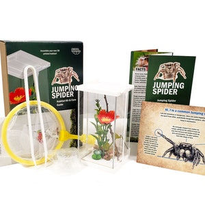 Pet Jumping Spider Care: A Comprehensive Guide