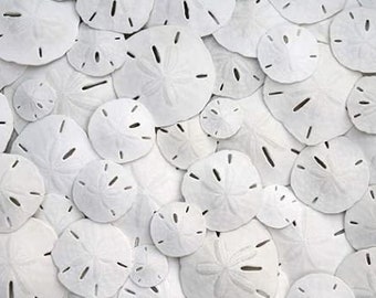 Tiny Sand Dollars 1/4 - 1/2", Sand Dollar, Scrapbooking, Beach Wedding Decor, Beach Decor, DIY Projects, and Terrariums.