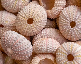 May include: Close-up of a group of pale pink sea urchins with a textured surface. The sea urchins have a circular shape with a small hole in the center.