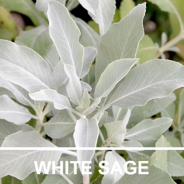 White Sage, Heirloom Seeds, Ceremonial Sage, Sacred Sage, Smudge Sage, Medicinal Herb, Culinary Herb, Non-GMO, Ceremonial Cleansing Plant
