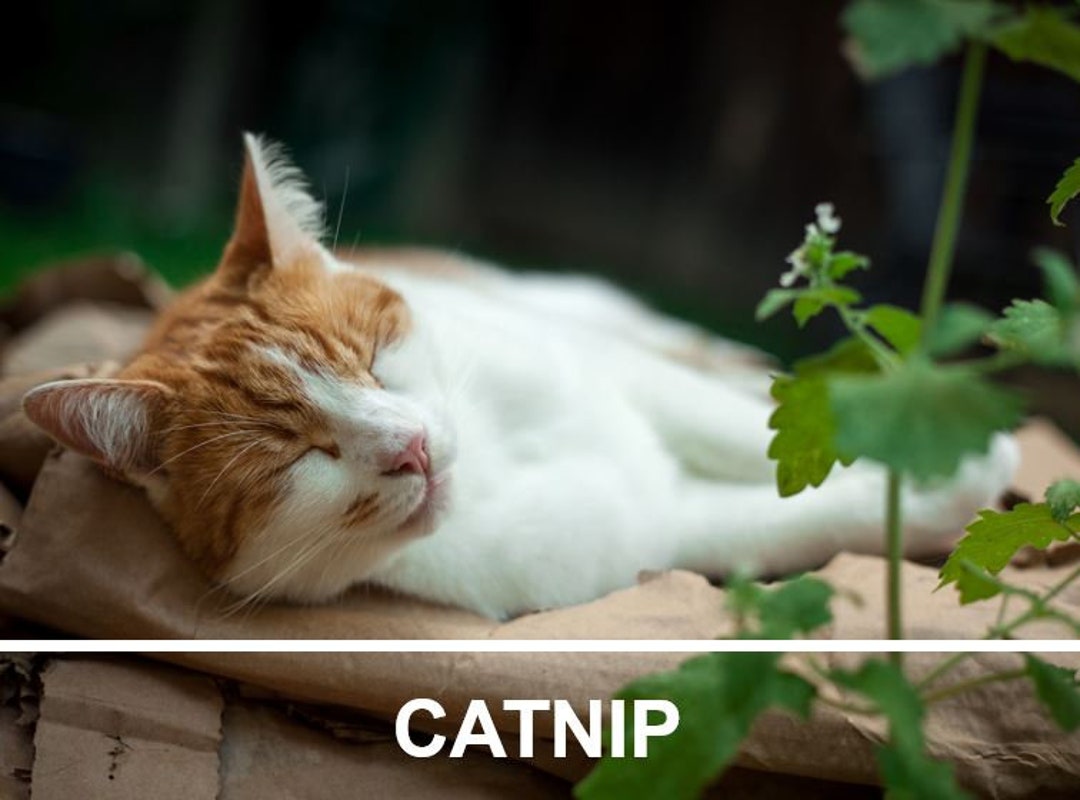 Picture Idea: Catnip Herb Heirloom Seeds Non Gmo Cat Grass Open Pollinated