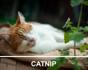 Catnip Herb Heirloom Seeds, Non GMO, Cat Grass, Open Pollinated, Pet Friendly, Nepeta Cataria