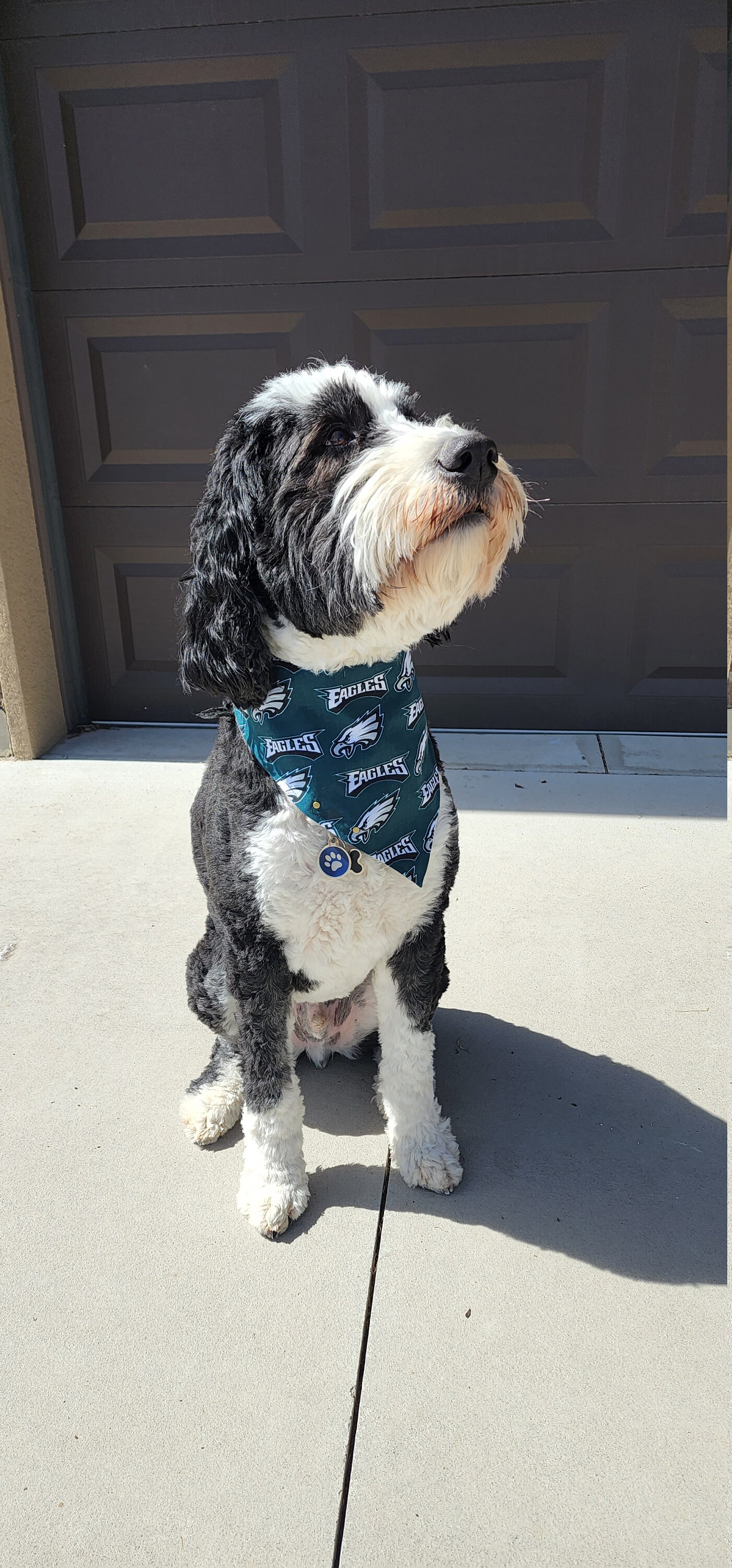 Philadelphia Eagles Dog Bandana puppy Bandana NFL Bandana Etsy