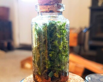 Mini Terrarium ~ Live 'Moss wall' (25mL)