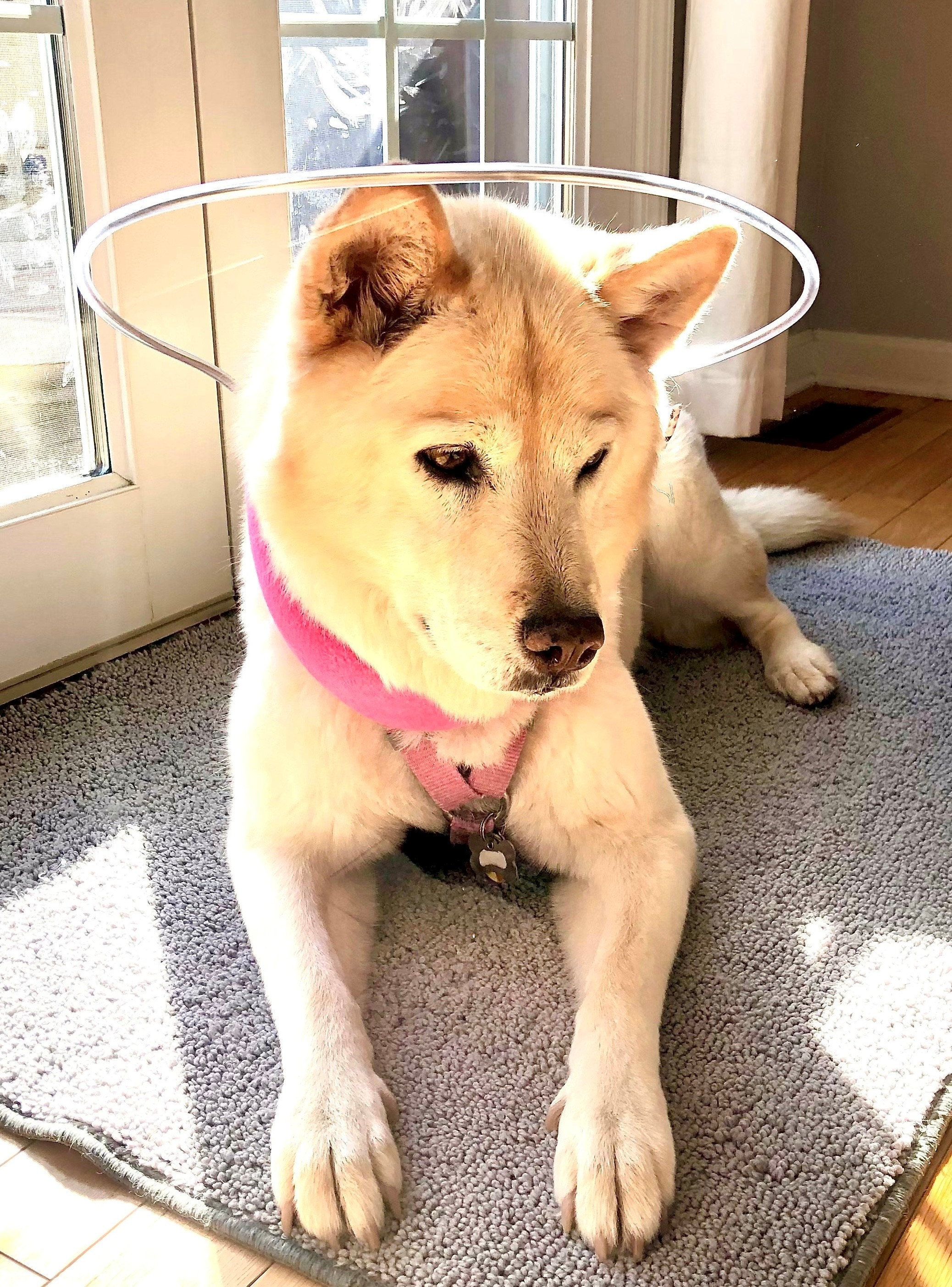 Blind Dog Collar Etsy