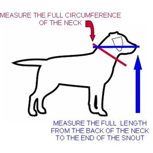 Blind Dog Collar image 2