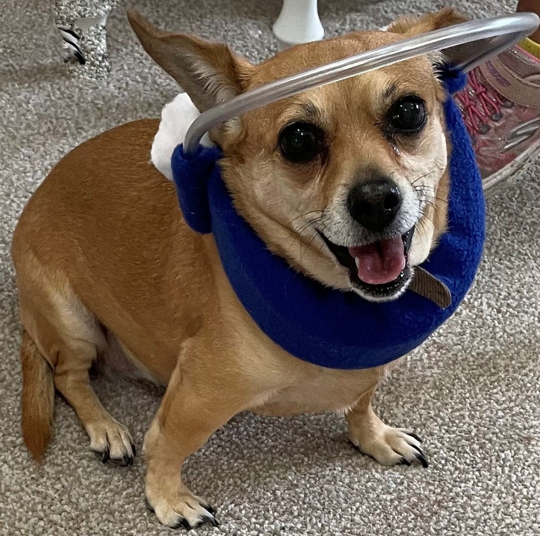 Blind Dog Collar Etsy