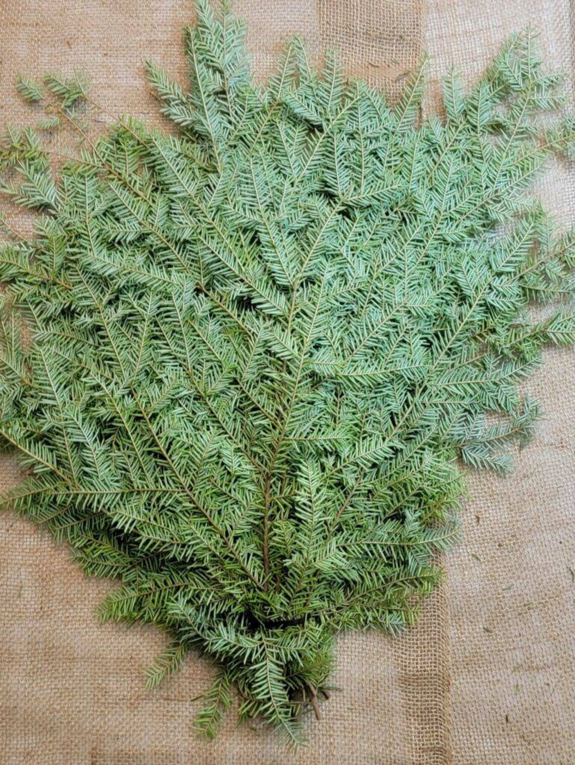 Fresh Hemlock Boughs fresh Greens Holiday Greens Christmas Etsy