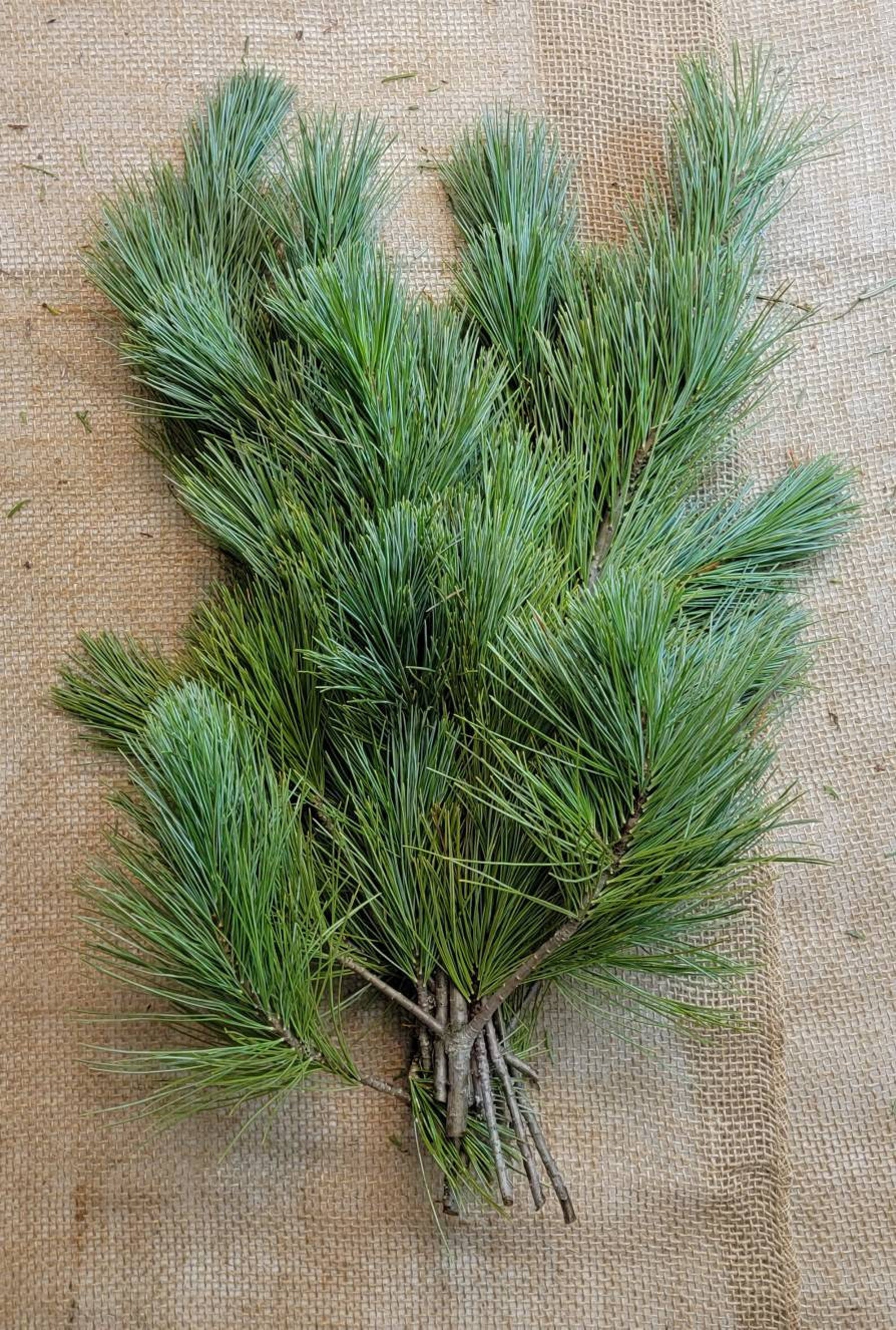 Fresh White Pine princess Pine Boughs fresh Greens Holiday Etsy