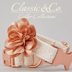 May include: A white dog collar with a rose gold buckle and a large peach-colored fabric flower.
