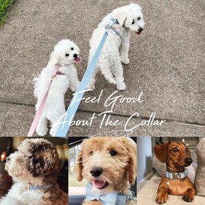 May include: Four dogs wearing blue and pink collars. The text "Feel Good About The Collar" is written on the image.