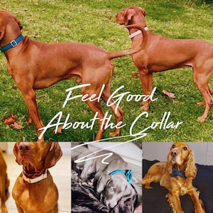K&ouml;nnte beinhalten: Das Bild zeigt zwei braune Hunde mit Halsb&auml;ndern auf einer Wiese. Der Text "Feel Good About the Collar" ist &uuml;berlagert. Zus&auml;tzliche Bilder zeigen Hunde mit Halsb&auml;ndern in verschiedenen Umgebungen.