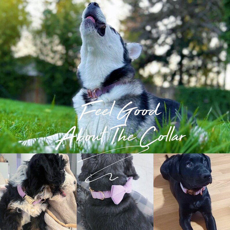 May include: Three dogs wearing different styles of pink collars. The text "Feel Good About The Collar" is superimposed on the image.