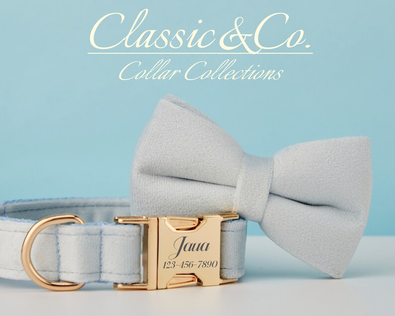 May include: Light blue dog collar with a gold buckle and a matching light blue bow tie. The buckle is engraved with the name "Jana" and a phone number.