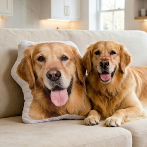 May include: A Golden Retriever dog rests on a beige sofa next to a custom pillow featuring a similar dog's face. The dog has a light brown coat, black eyes, and a pink tongue. The pillow is white with a dog's face printed on it.