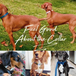 Op de afbeelding: Twee bruine honden met halsbanden staan op gras, met de tekst "Feel Good About the Collar". Hieronder zijn drie honden te zien met halsbanden. E&eacute;n is zwart en bruin, &eacute;&eacute;n is bruin en &eacute;&eacute;n is zwart met een blauwe vlinderdas.