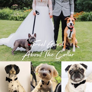 May include: Three dogs wearing black bow ties. The dogs are a French Bulldog, a Pug, and a small white dog. The text "Feel Good About The Collar" is superimposed on the image.