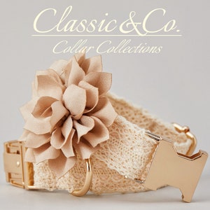 May include: A beige dog collar with a gold buckle and a large beige fabric flower accent. The collar is made of lace and has a gold D-ring. The collar is labeled "Classic & Co. Collar Collections".