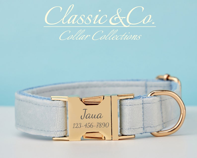 May include: Light blue velvet dog collar with a gold buckle and a gold D-ring. The buckle has the name "Jaua" and the phone number "123-456-7890" engraved on it.