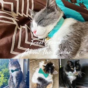 K&ouml;nnte beinhalten: Drei Katzen tragen verschiedene farbige Fliegen. Der Text "Feel Good About The Collar" ist &uuml;ber das Bild gelegt.