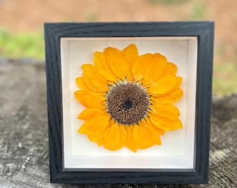 Pressed Real Sunflower Shadow Box, Botanical Wall Art