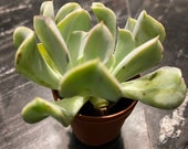 echeveria topsy turvy about 2 inch