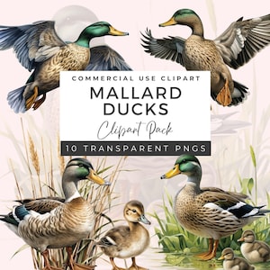 Mallard Duck Clipart Bundle | Mallard Duck Baby Shower Invite | One Lucky Duck | Duck Themed Baby Shower | Watercolor Clipart | DC01