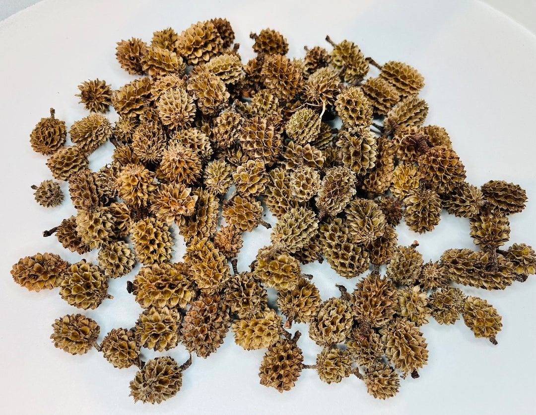 Dried Casuarina Cones Etsy