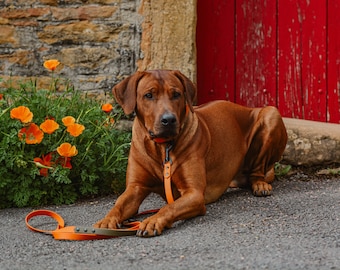 Biothane leash with handle, 2 cm wide in two colors Individuality and freedom with a hands-free leash and 3-way adjustability