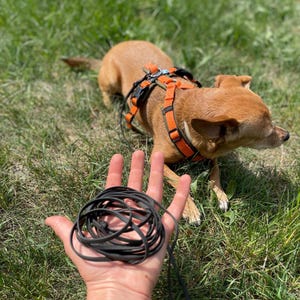 Op de afbeelding: Een kleine bruine hond met een oranje en zwart harnas ligt in het gras. Een hand houdt een opgerolde zwarte riem vast. De hond bevindt zich op een zonnige dag in een grasveld.