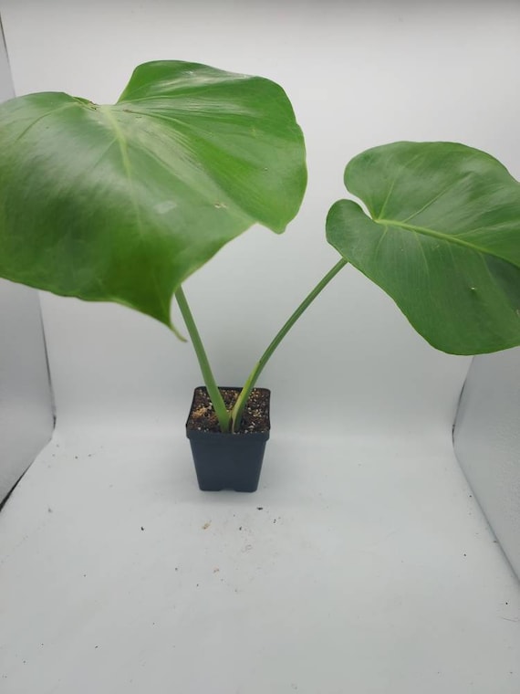 STABLE GOG MONSTERA - Etsy